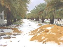 Saudi-saat salju turun di Tabuk-7-jpeg.image
